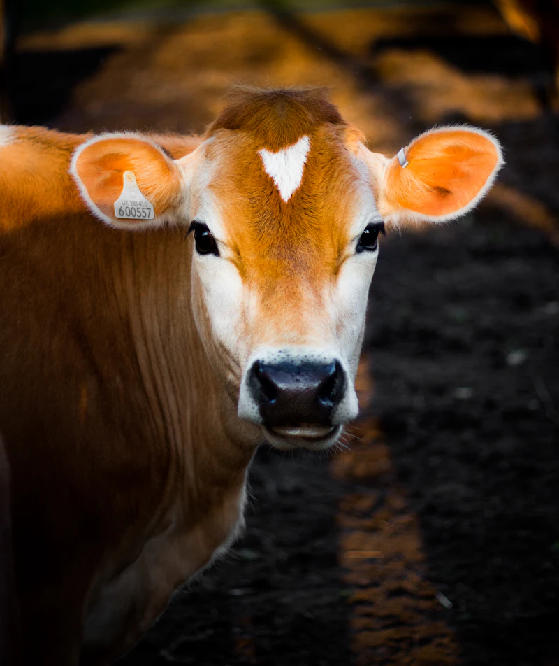 Gir cow milk collection process